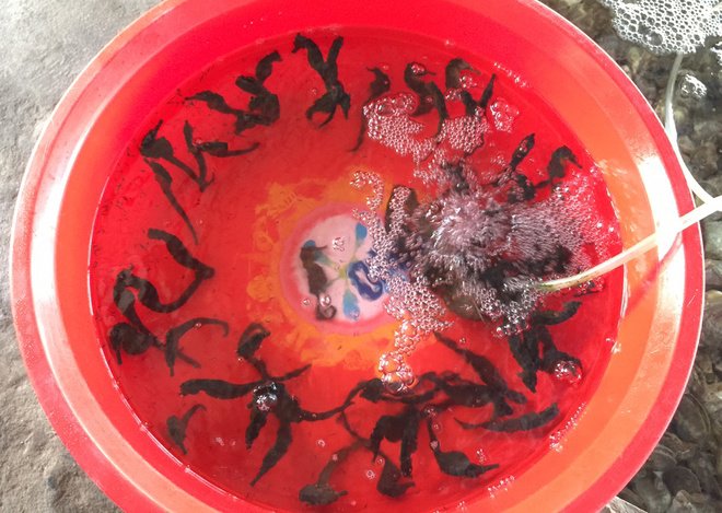 Hải m&atilde; (c&aacute; ngựa), hải long tươi v&agrave; kh&ocirc; được coi l&agrave; &ldquo;thần dược&rdquo; của ph&aacute;i mạnh. Lo&agrave;i n&agrave;y sống dưới s&acirc;u, ngư d&acirc;n lặn men theo rặng san h&ocirc;, rong tảo d&ugrave;ng vợt hay lưới đ&aacute;nh bắt. Huyện đảo Ph&uacute; Quốc, tỉnh Ki&ecirc;n Giang được xem l&agrave; mỏ c&aacute; ngựa tự nhi&ecirc;n, h&agrave;ng năm cứ từ th&aacute;ng 1 đến th&aacute;ng 4, ngư d&acirc;n bắt đầu m&ugrave;a &ldquo;săn&rdquo; c&aacute; ngựa. Gi&aacute; th&agrave;nh một kg tươi khoảng 7 triệu đồng.